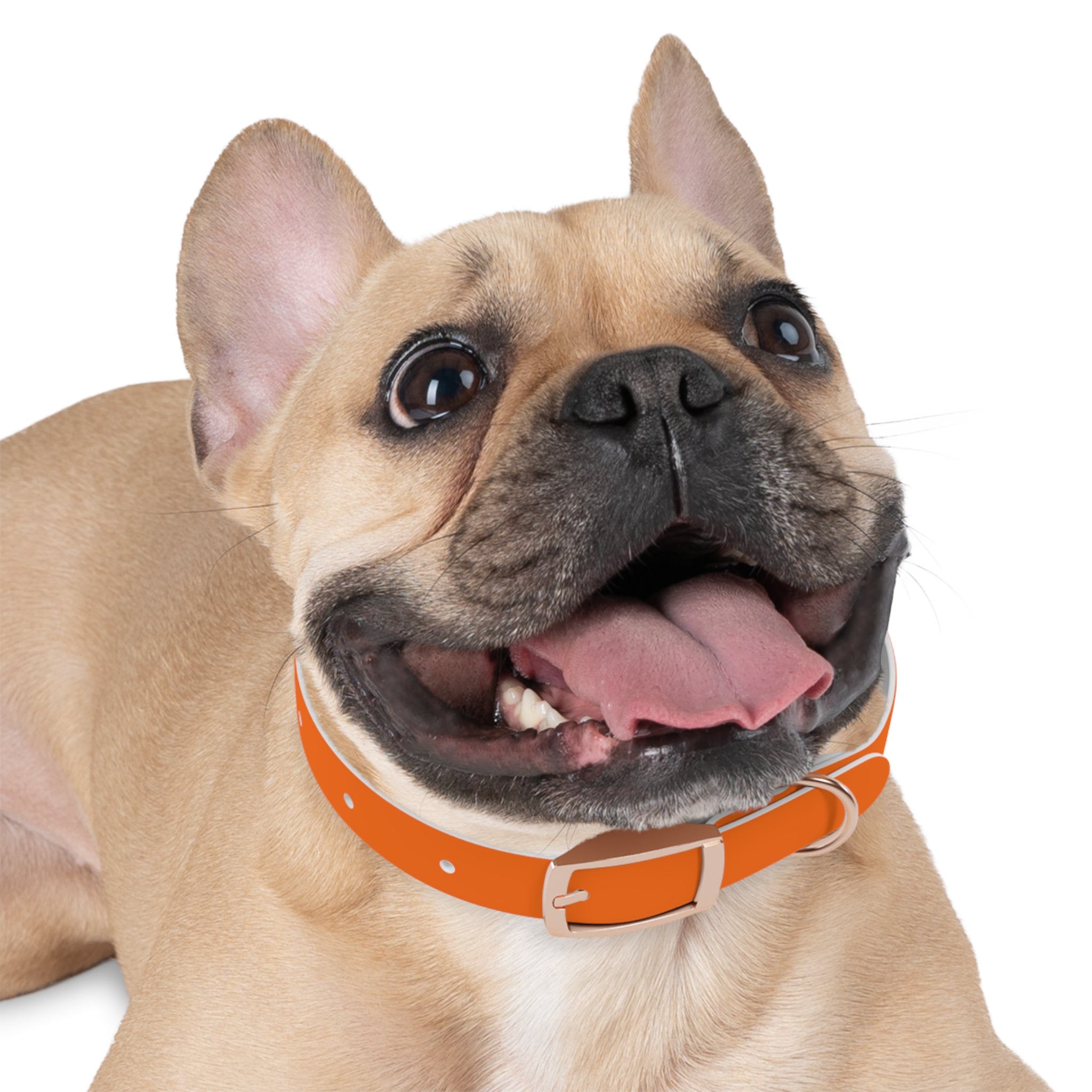 Waterproof Dog Collar | Orange