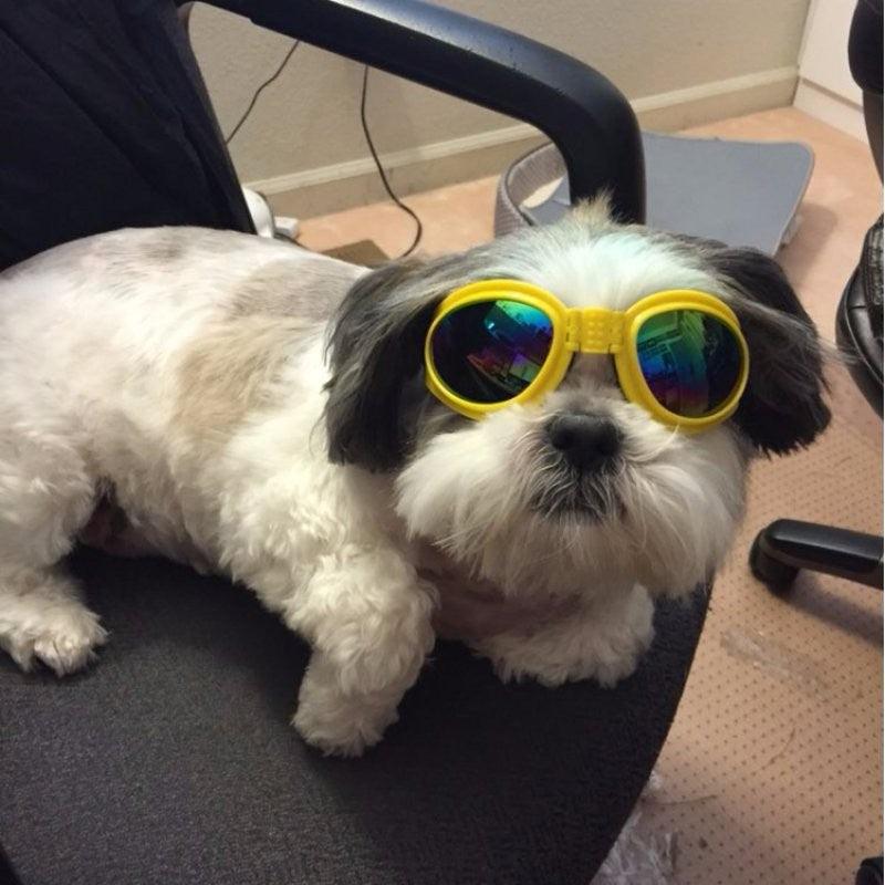 Sunglasses