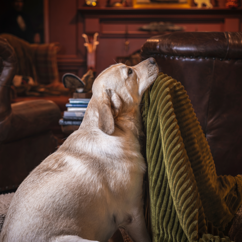 Scout Blankie Plush Dog Blanket