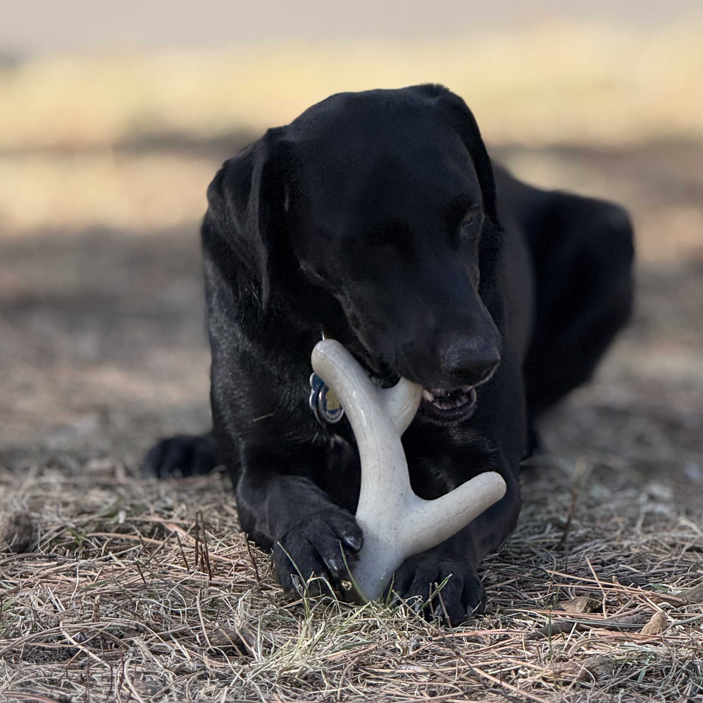 Ever Antler Nylon Chew Bone | SodaPup