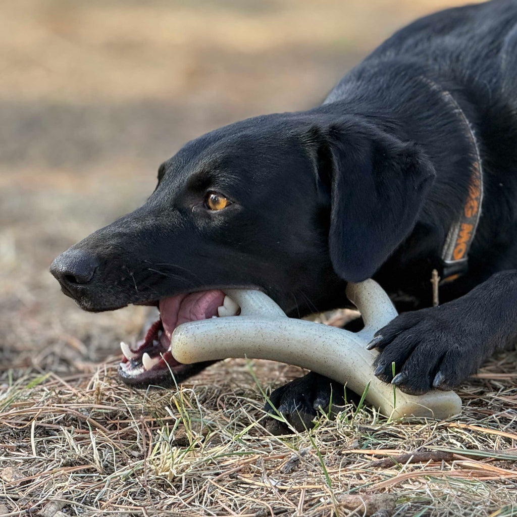Ever Antler Nylon Chew Bone | SodaPup