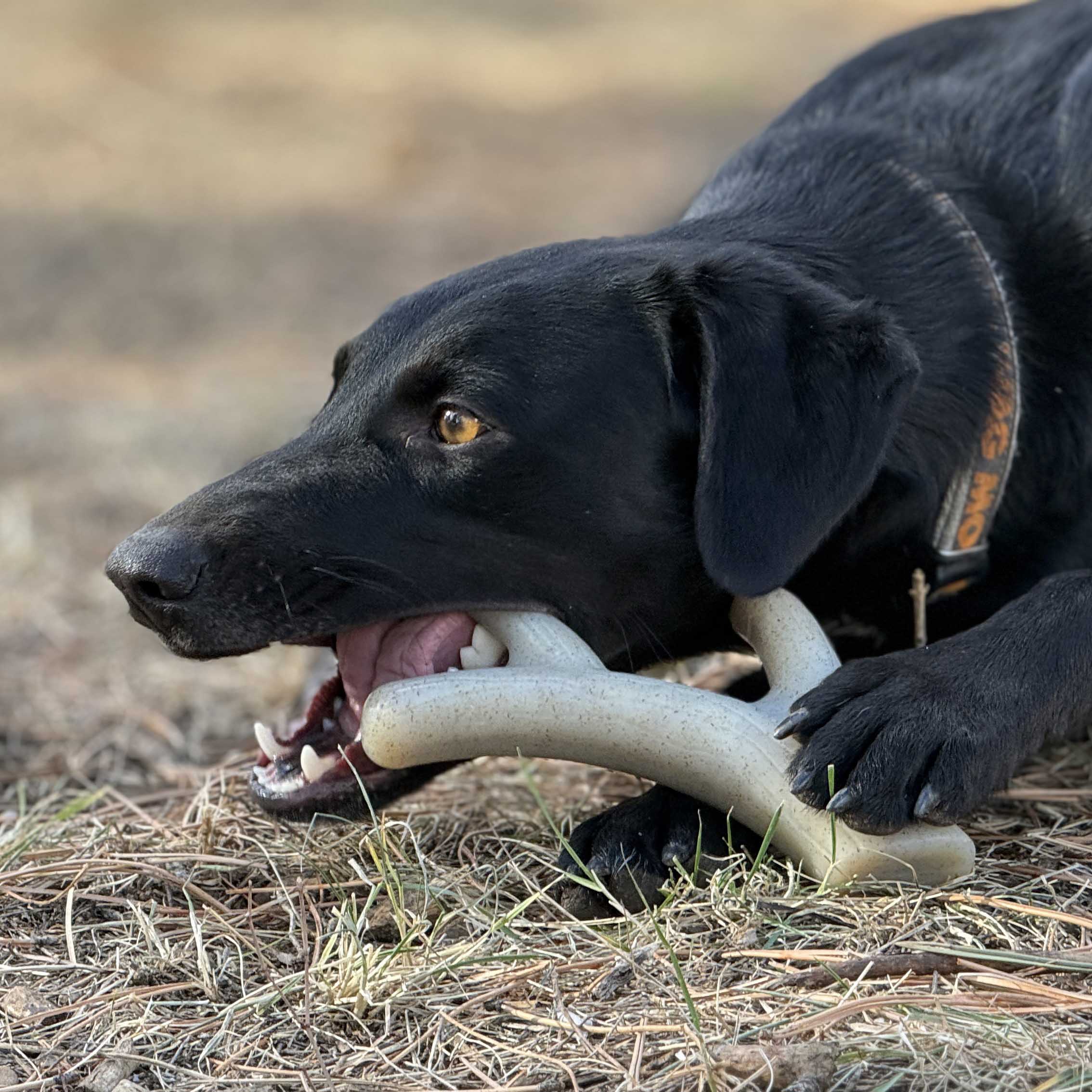 Ever Antler Nylon Chew Bone | SodaPup