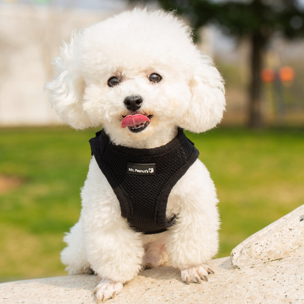 Mr. Peanut's Harness with Matching Leash