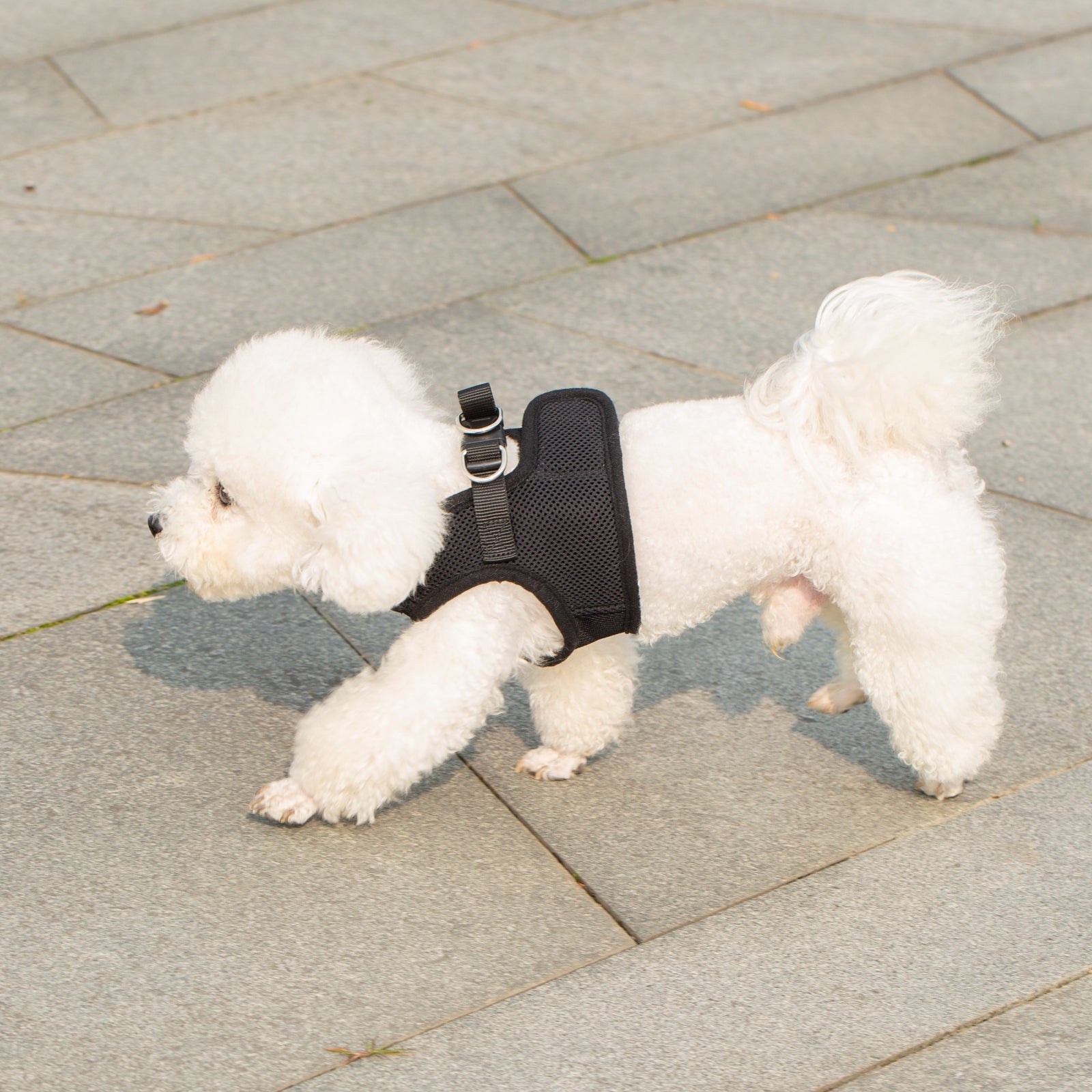 Mr. Peanut's Harness with Matching Leash
