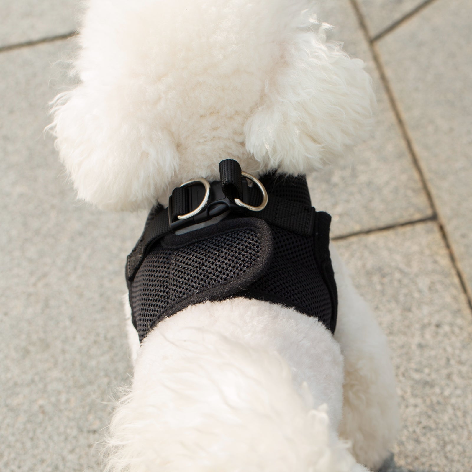 Mr. Peanut's Harness with Matching Leash