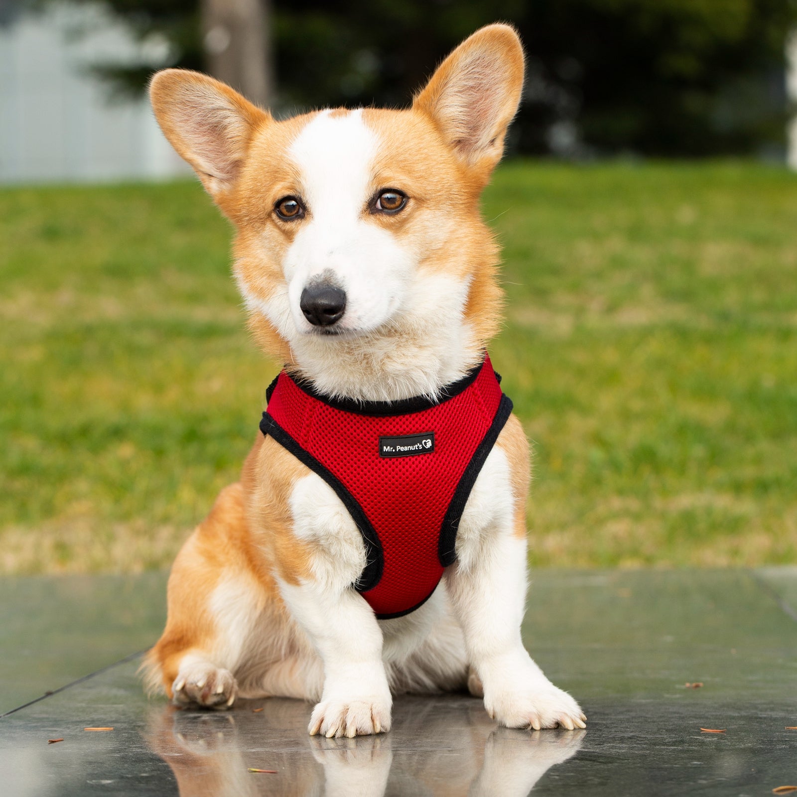 Mr. Peanut's Harness with Matching Leash
