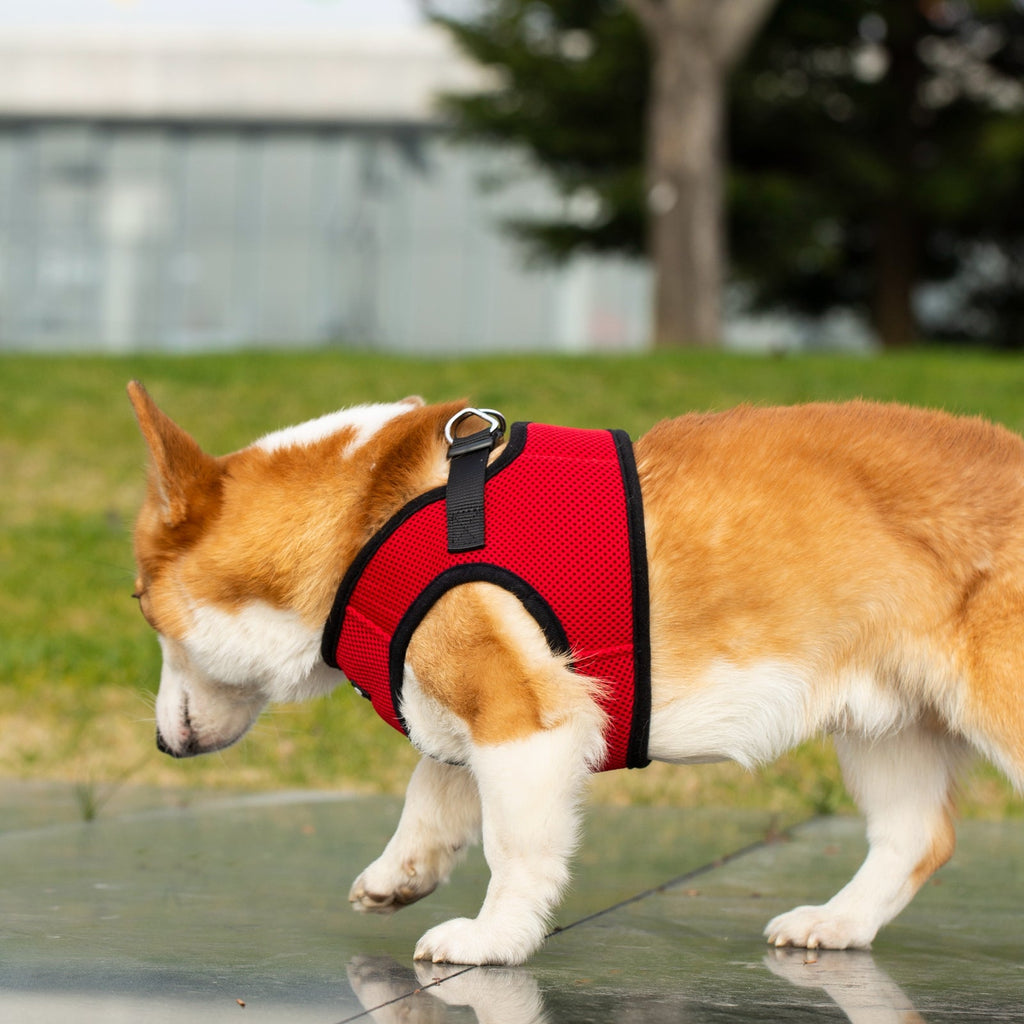 Mr. Peanut's Harness with Matching Leash