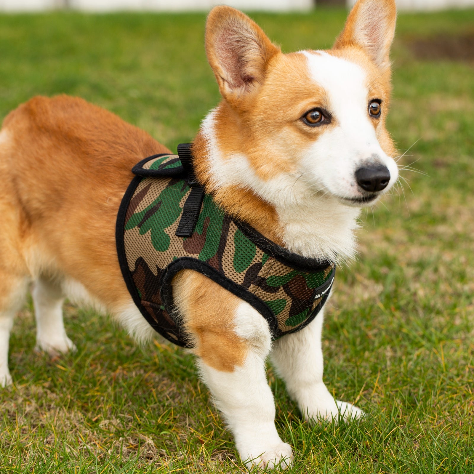 Mr. Peanut's Harness with Matching Leash