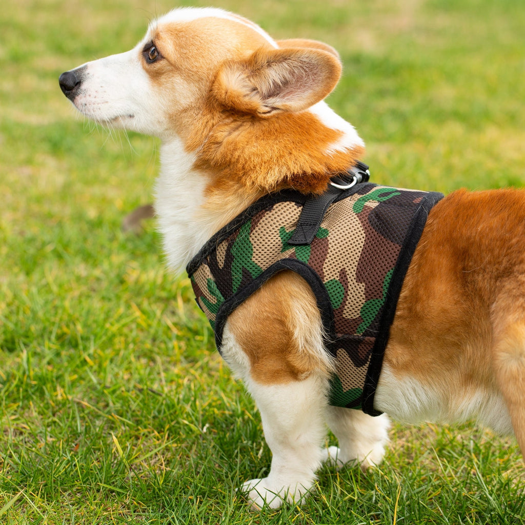 Mr. Peanut's Harness with Matching Leash