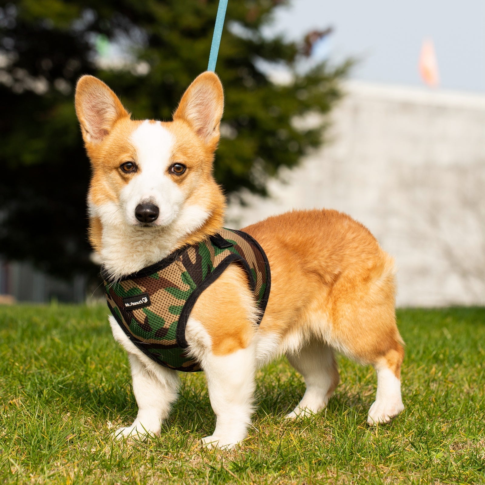 Mr. Peanut's Harness with Matching Leash