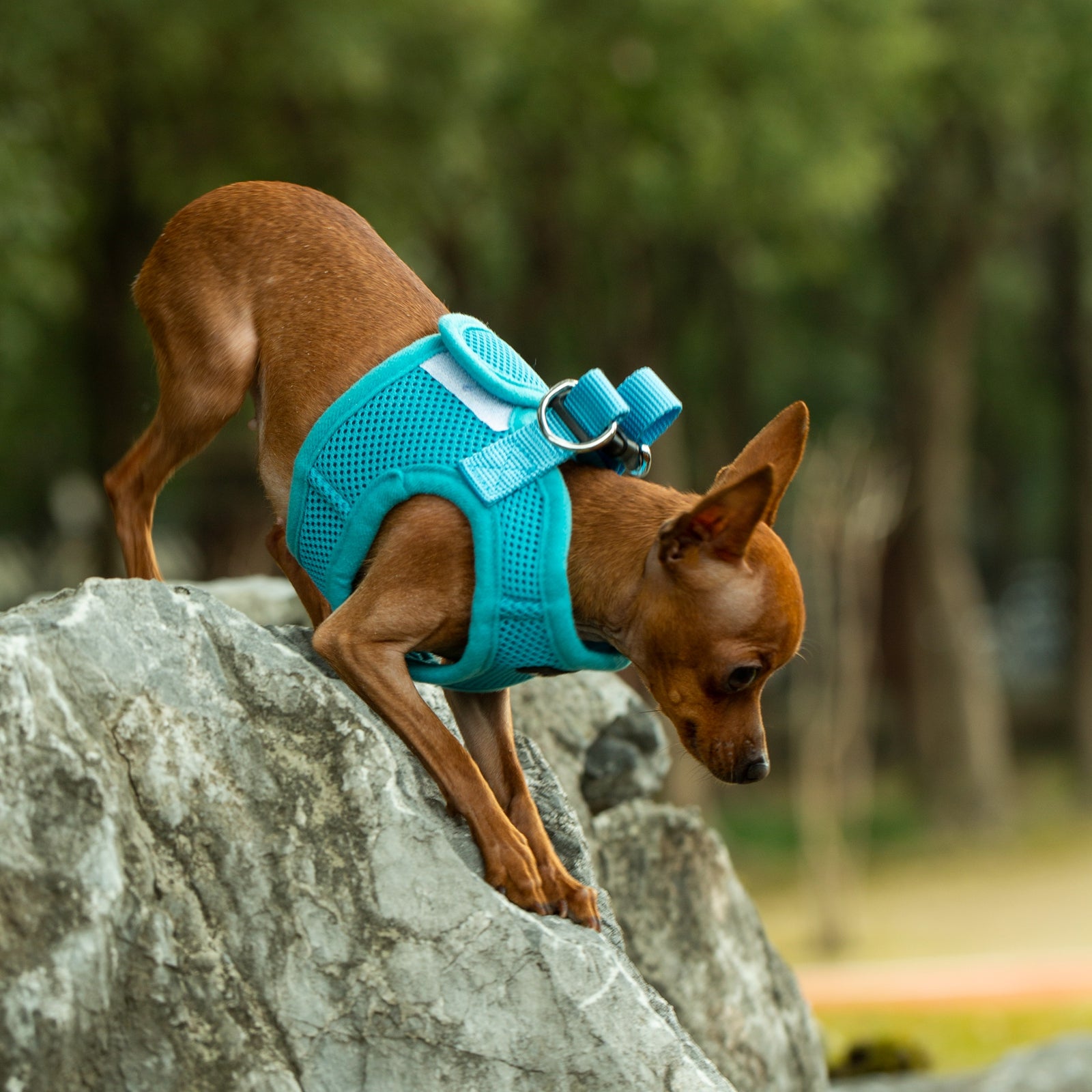 Mr. Peanut's Harness with Matching Leash