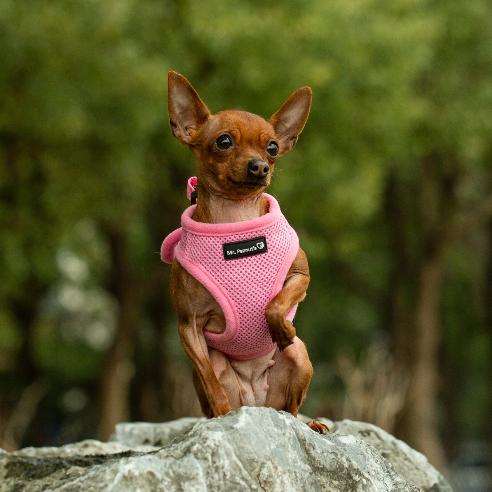 Mr. Peanut's Harness with Matching Leash