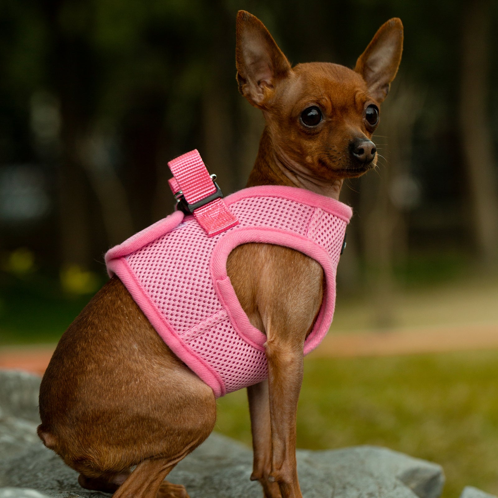 Mr. Peanut's Harness with Matching Leash
