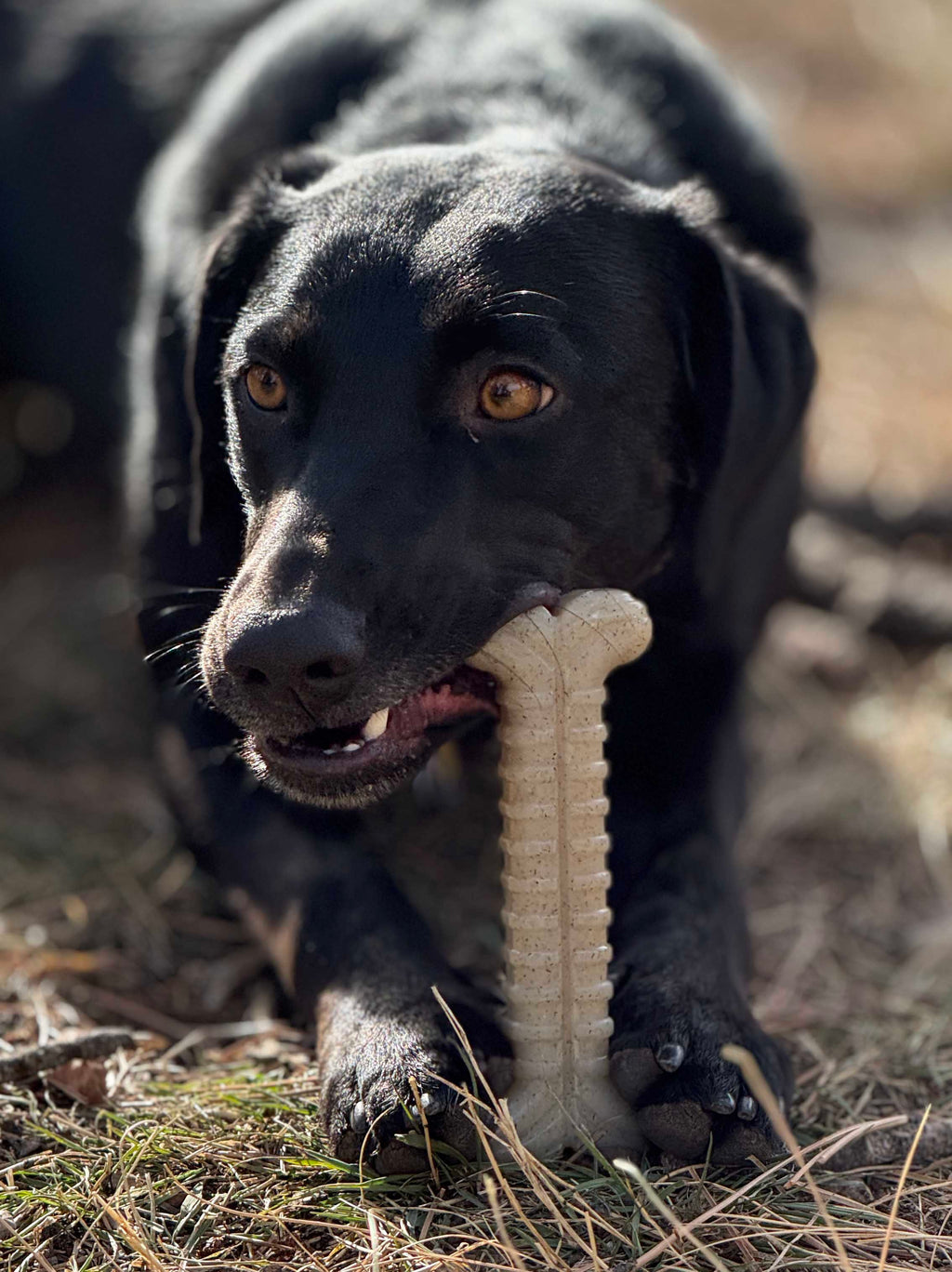 Tough Bone Nylon Chew Bone | SodaPup