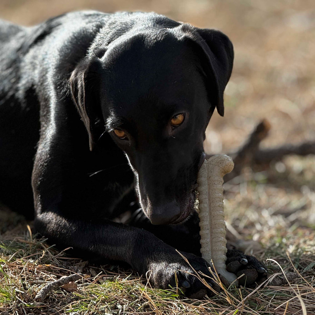 Tough Bone Nylon Chew Bone | SodaPup