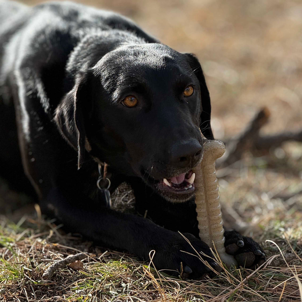 Tough Bone Nylon Chew Bone | SodaPup