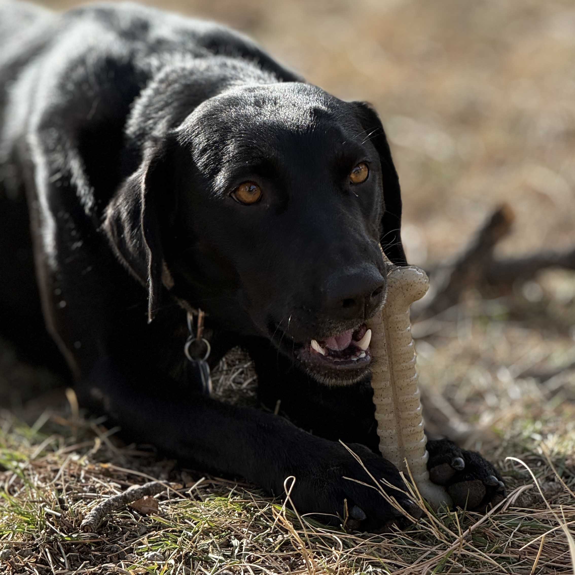 Tough Bone Nylon Chew Bone | SodaPup