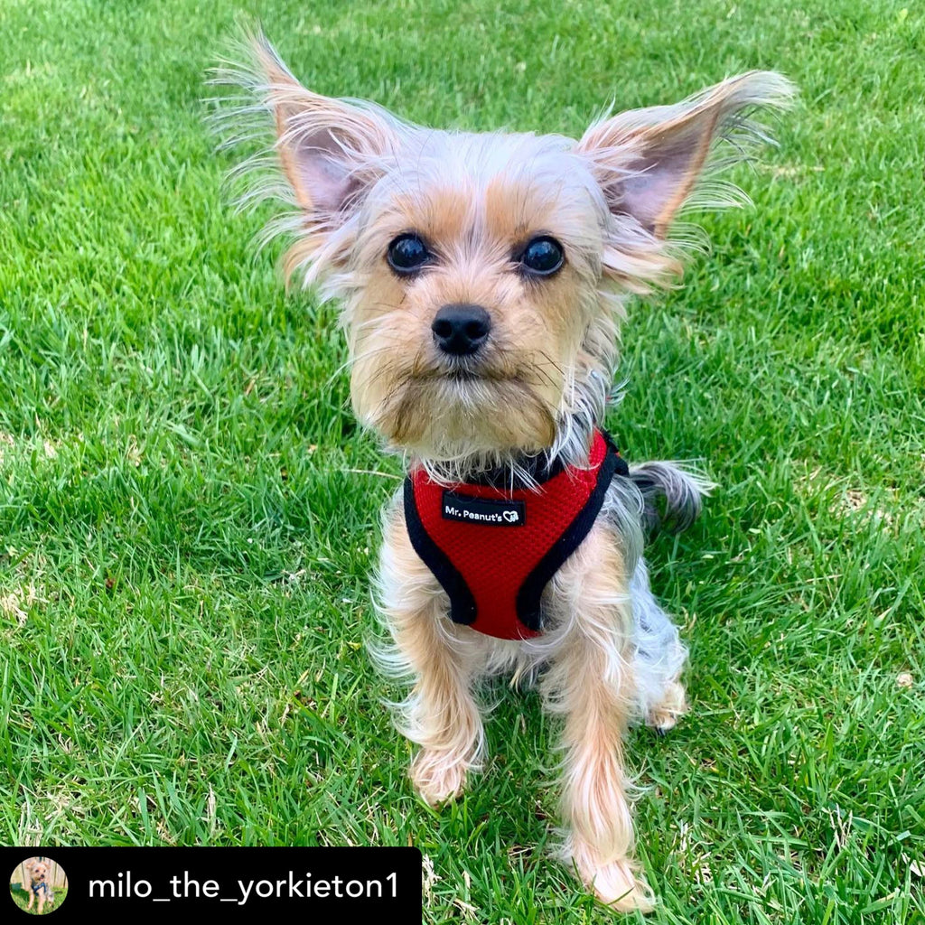 Mr. Peanut's Harness with Matching Leash