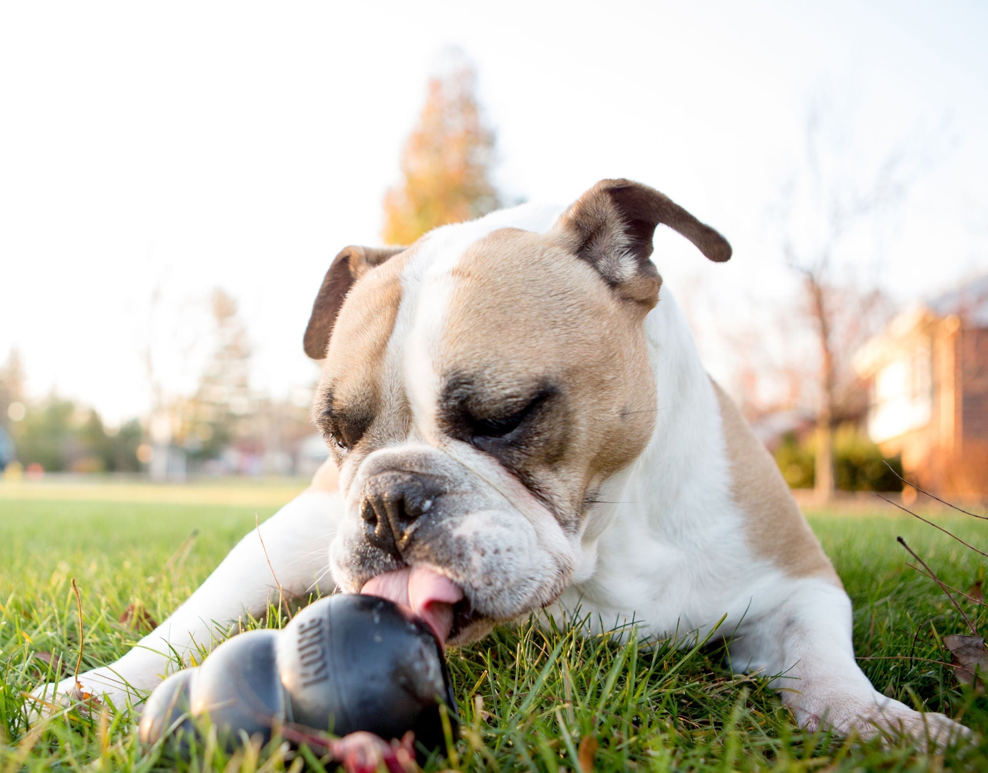 KONG Extreme Treat-Stuffing Dog Toy
