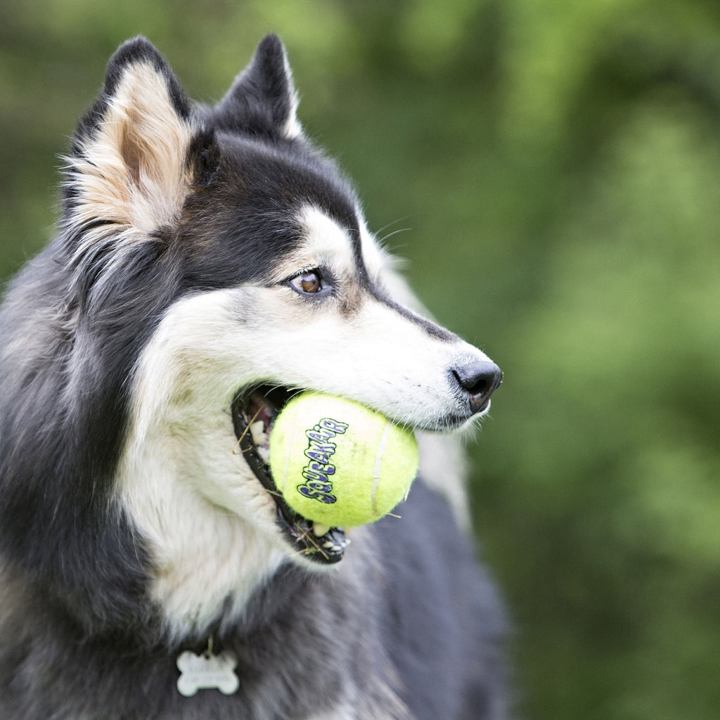 KONG SqueakAir® Ball – Squeaker Tennis Ball